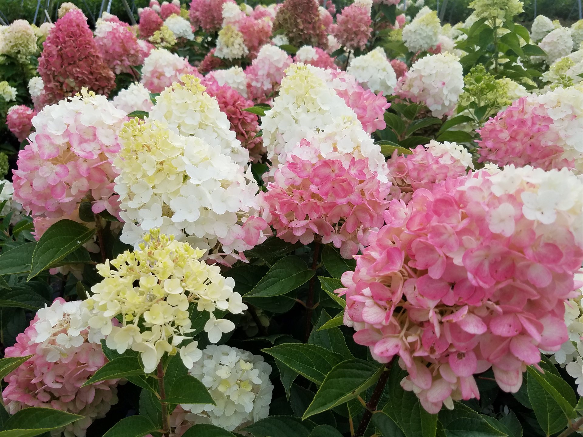 Ruby Snow Hydrangea