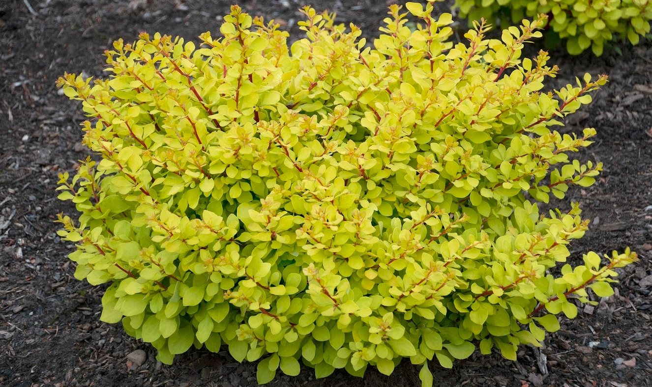 Lemon Cutie® Barberry