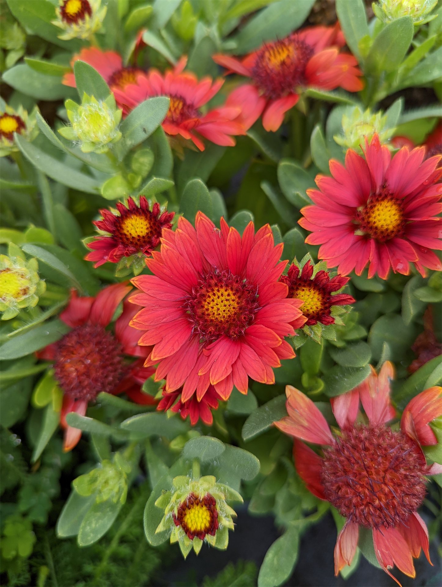 GUSTO™ Paprika Blanket Flower