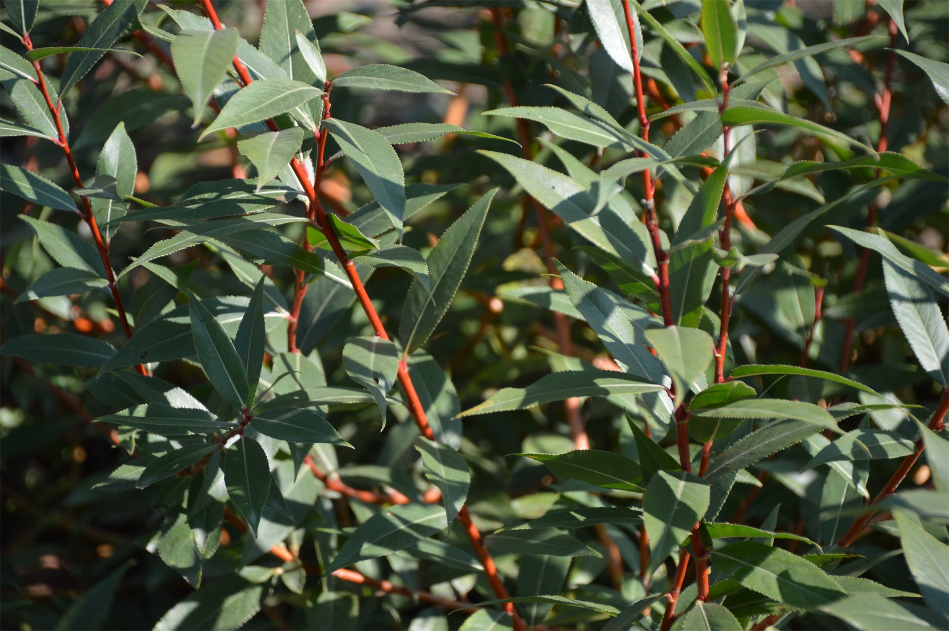 Winter Torch® Coral Bark Willow