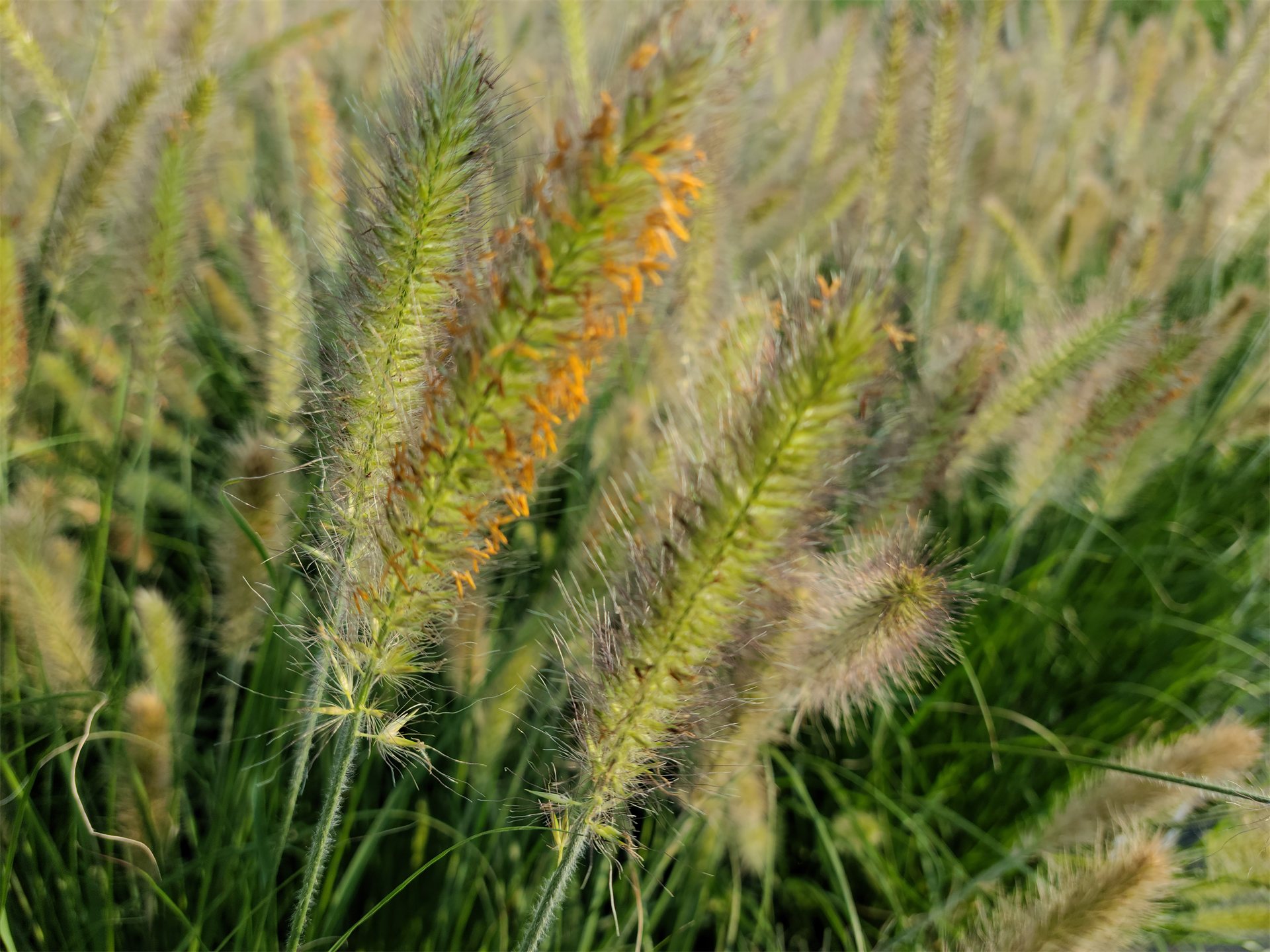 Praline™ Fountain Grass