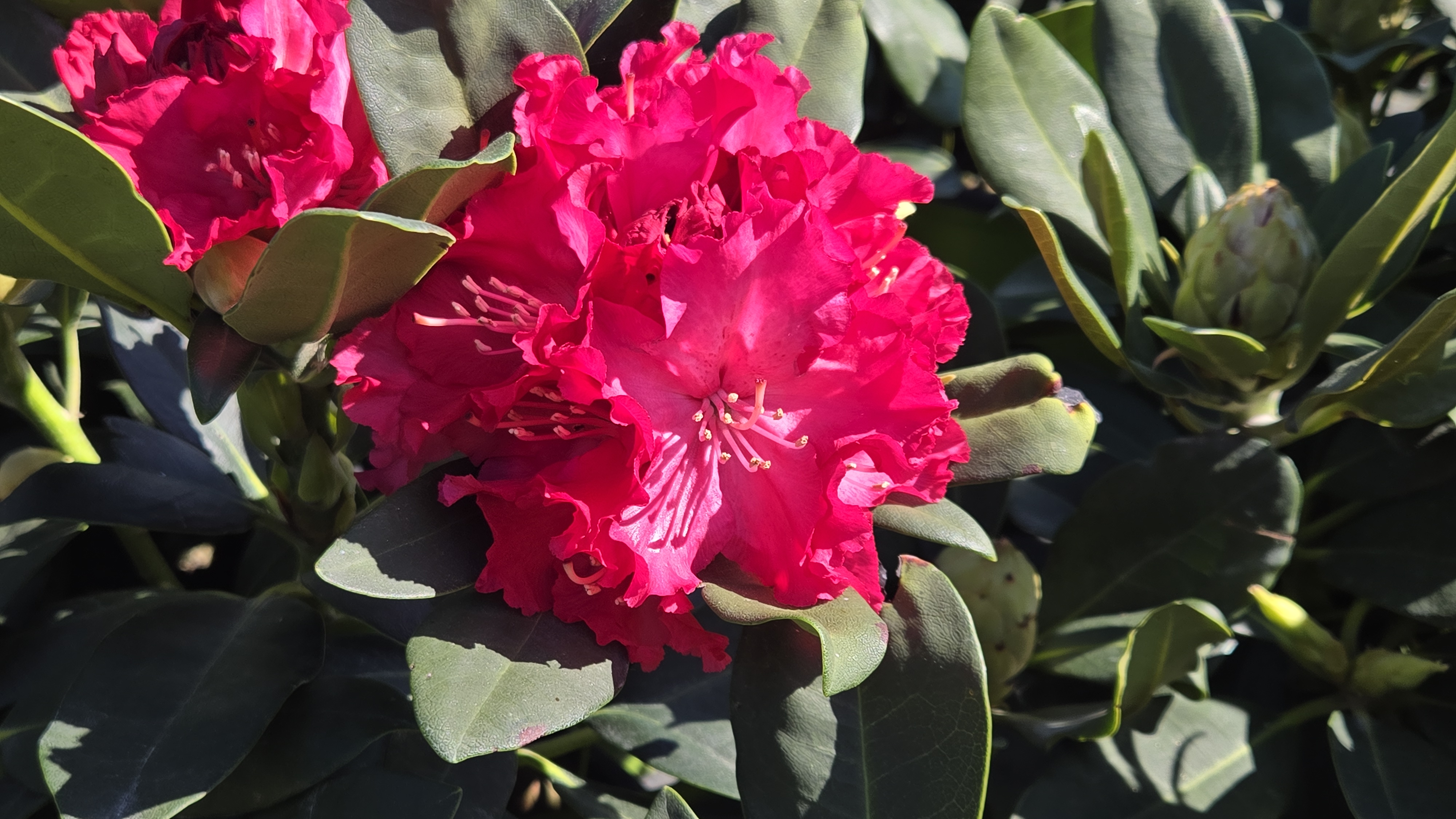 Holden's™ Red Rhododendron