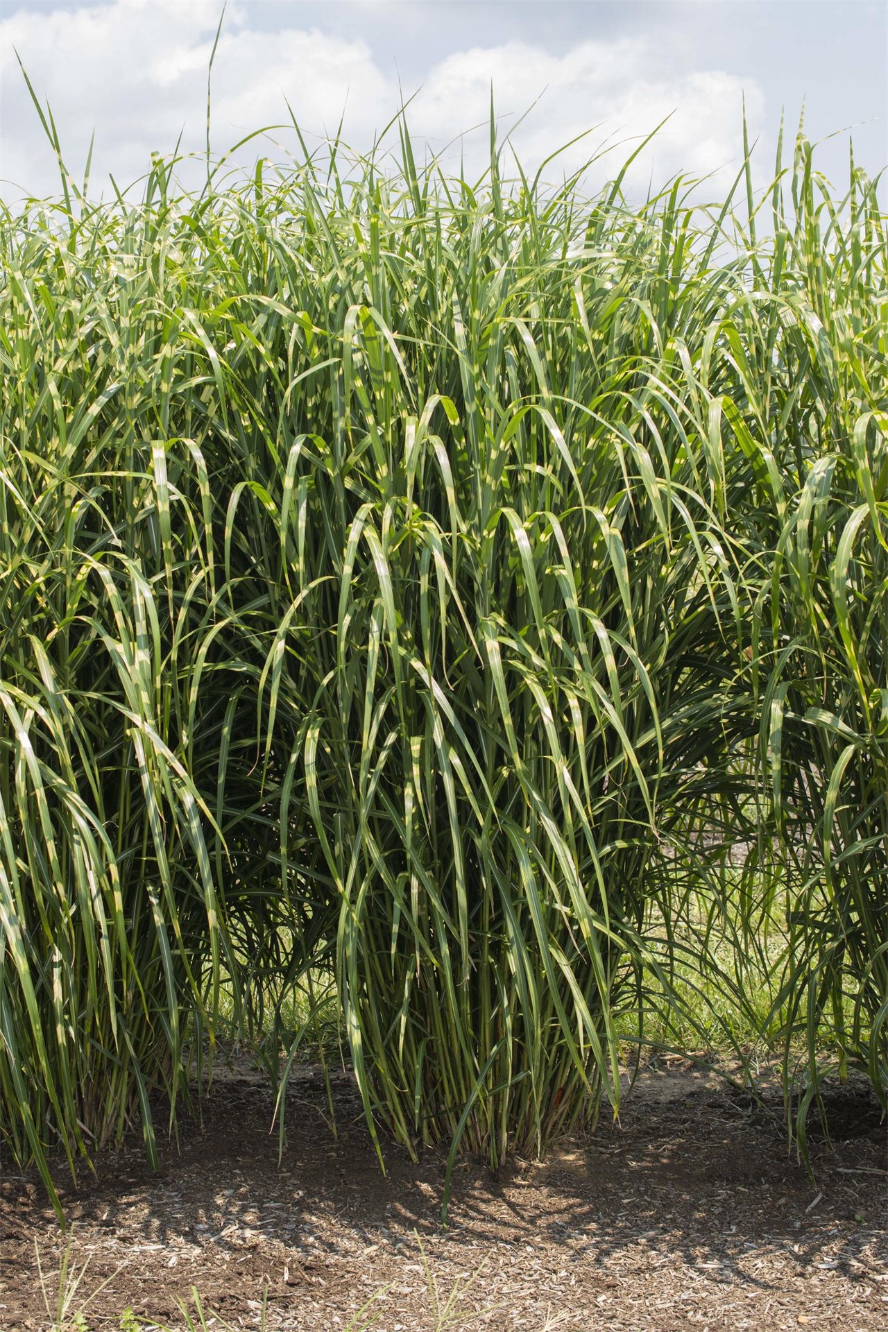 High Frequency Maidengrass