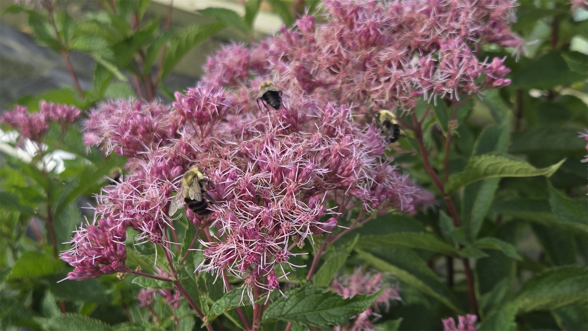 Little Pye Joe Pye Weed