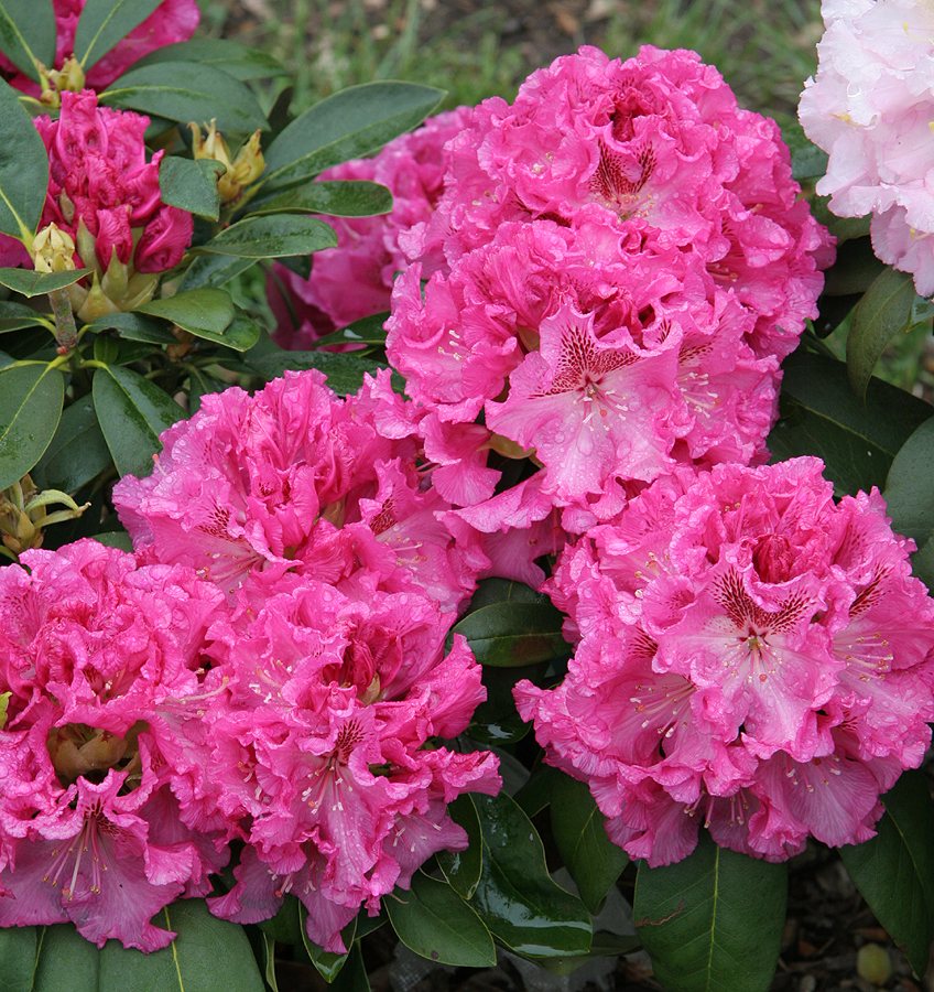 Holden's™ Raspberry Ruffles Rhododendron