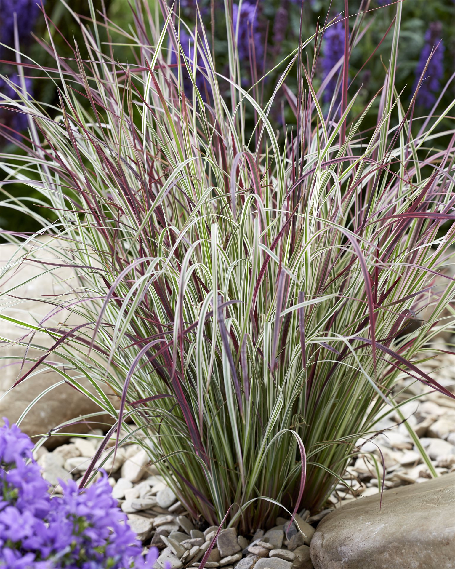 Chameleon Little Bluestem