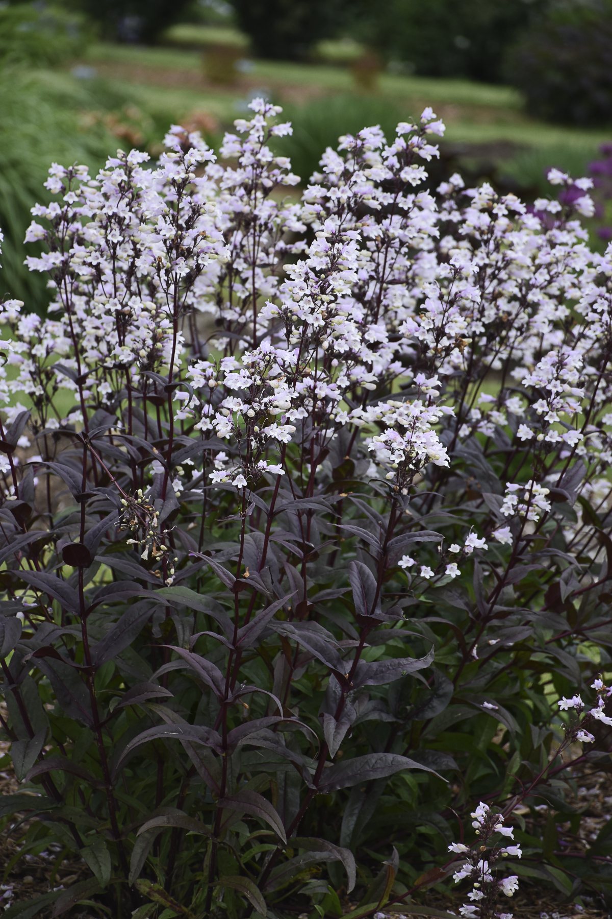 Onyx and Pearls Beardtongue
