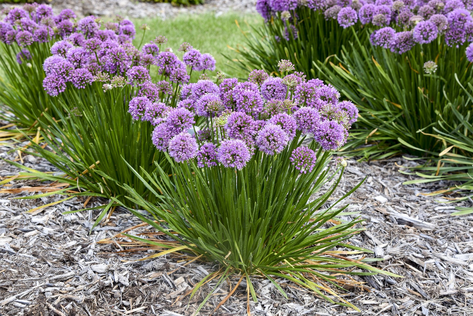 Poms Away Ornamental Onion