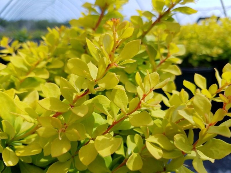 Lemon Glow® Barberry
