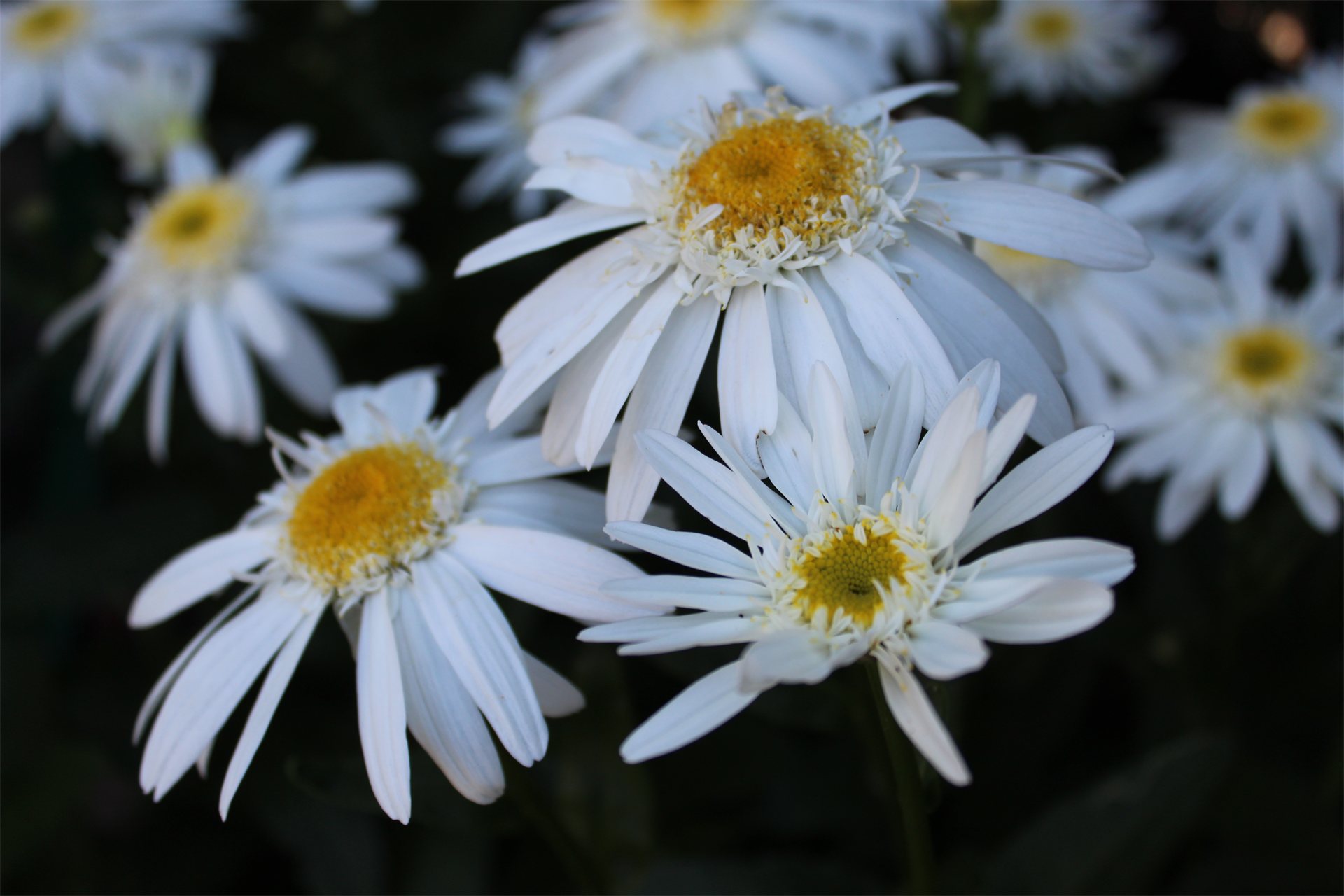 Sweet Daisy™ Birdy Shasta Daisy