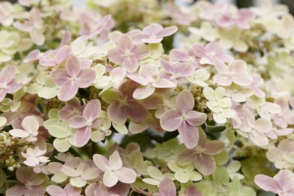 Early Evolution® Panicle Hydrangea