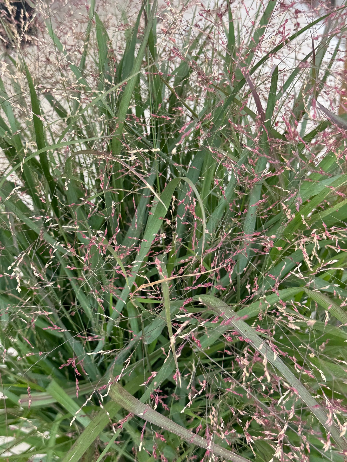 Smoky Rose® Switchgrass