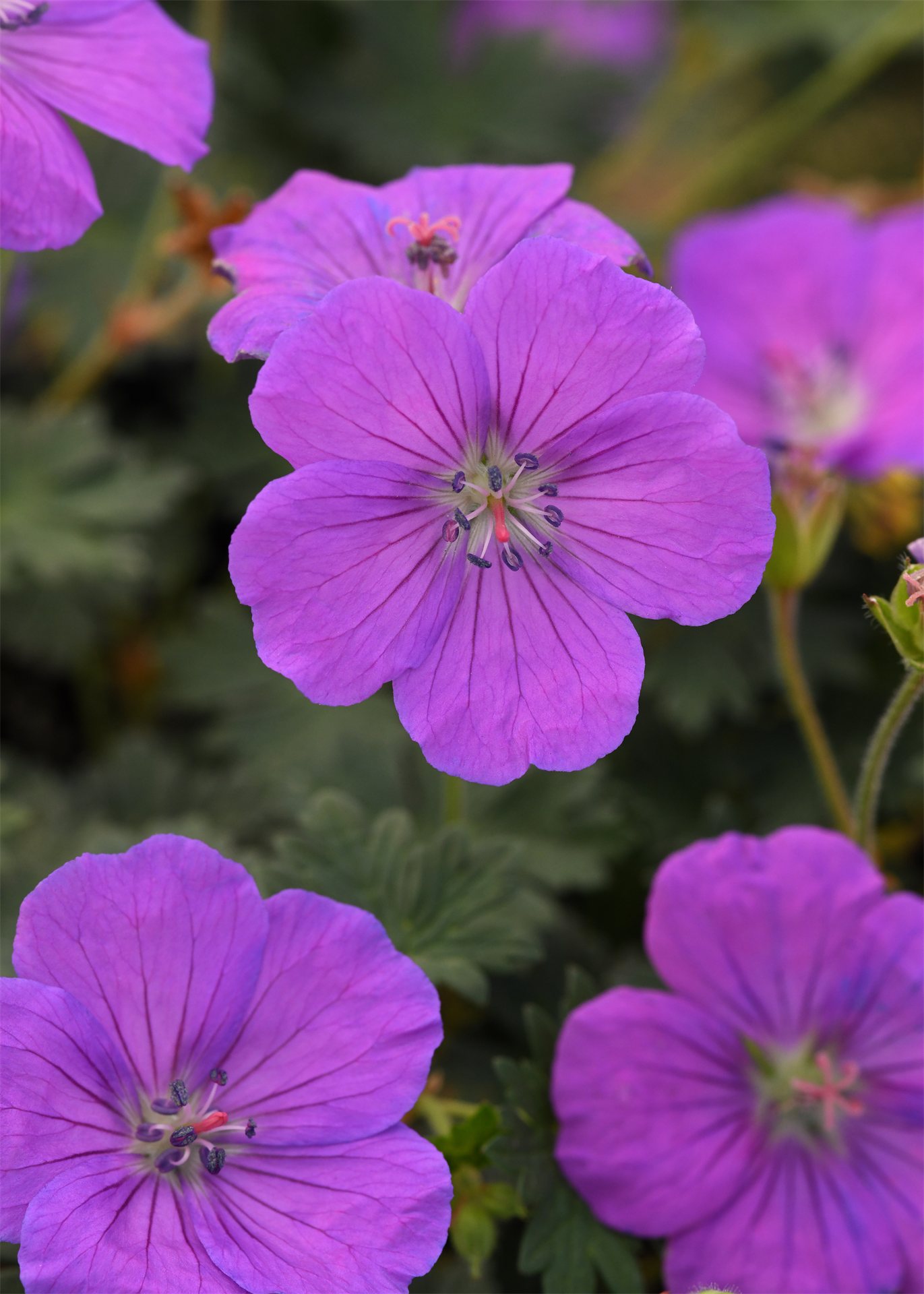 Purple Glow Cranesbill