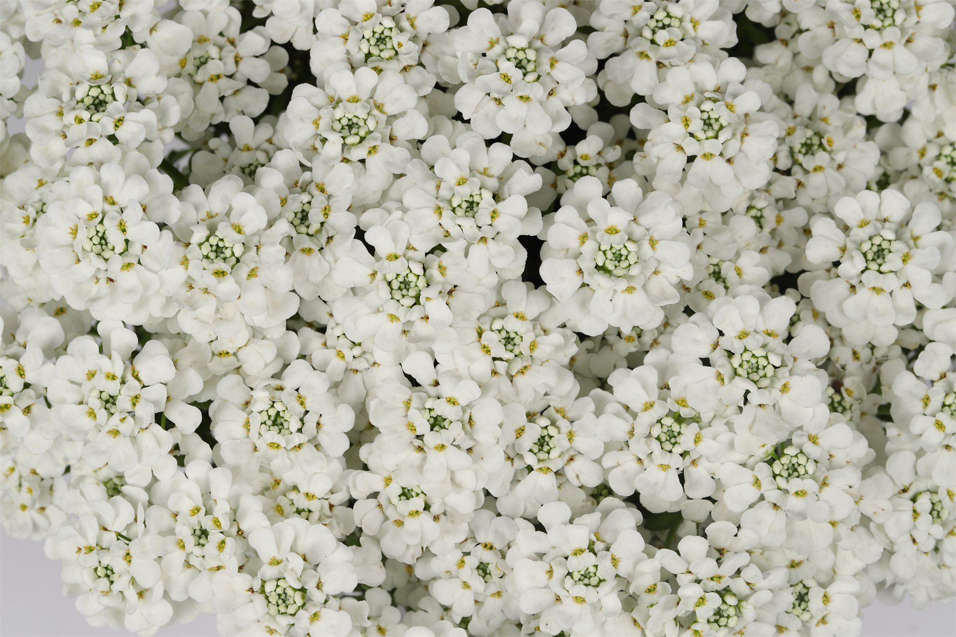 White Shadow Candytuft