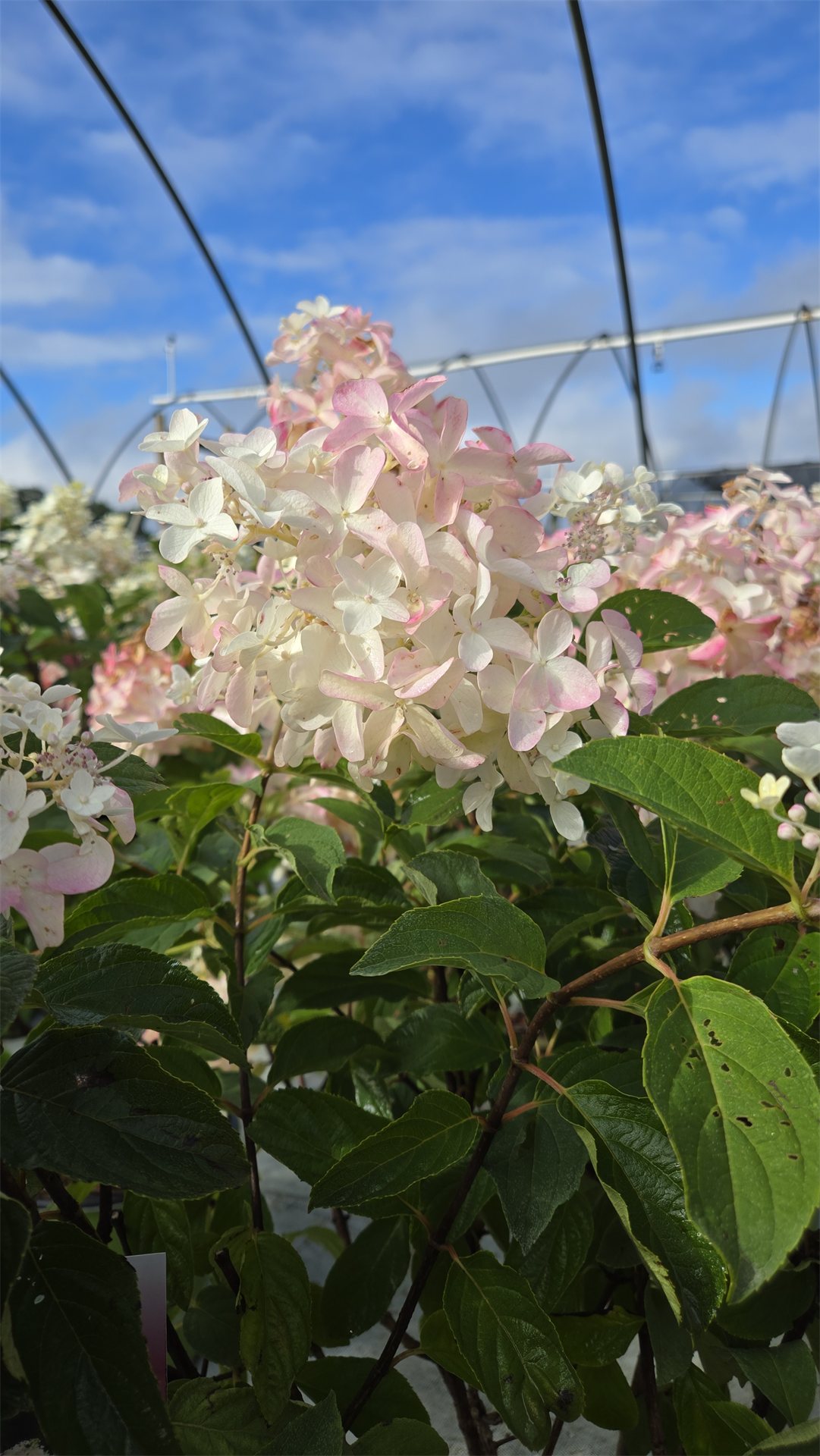 French Manicure™ Panicle Hydrangea