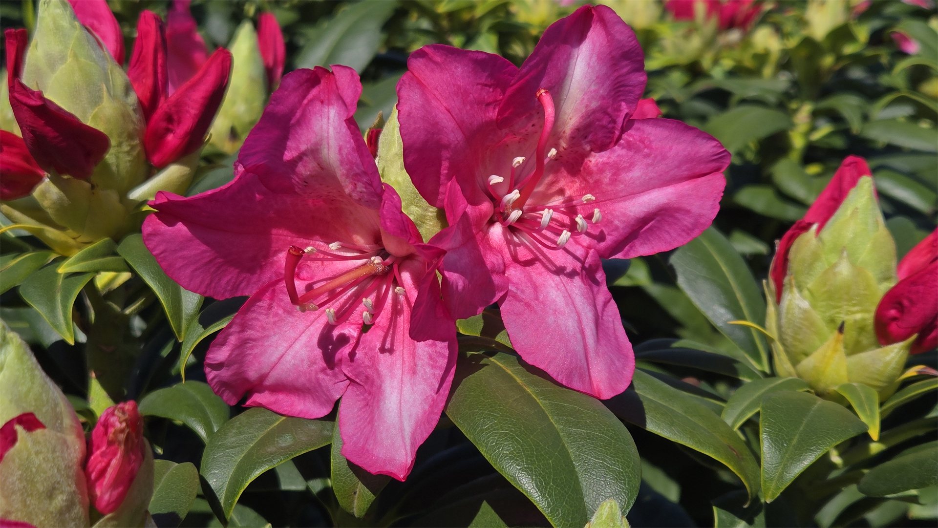 Holden's™ Fuchsia Rhododendron