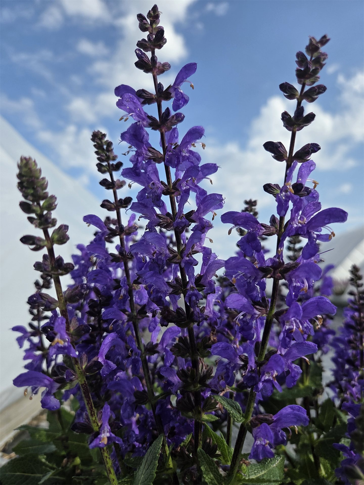 Noble Knight Meadow Sage