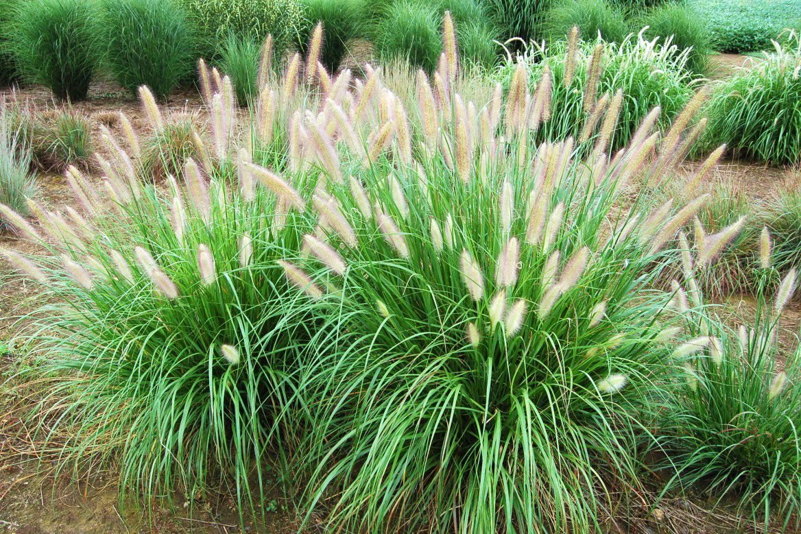 Etoufee™ Fountain Grass