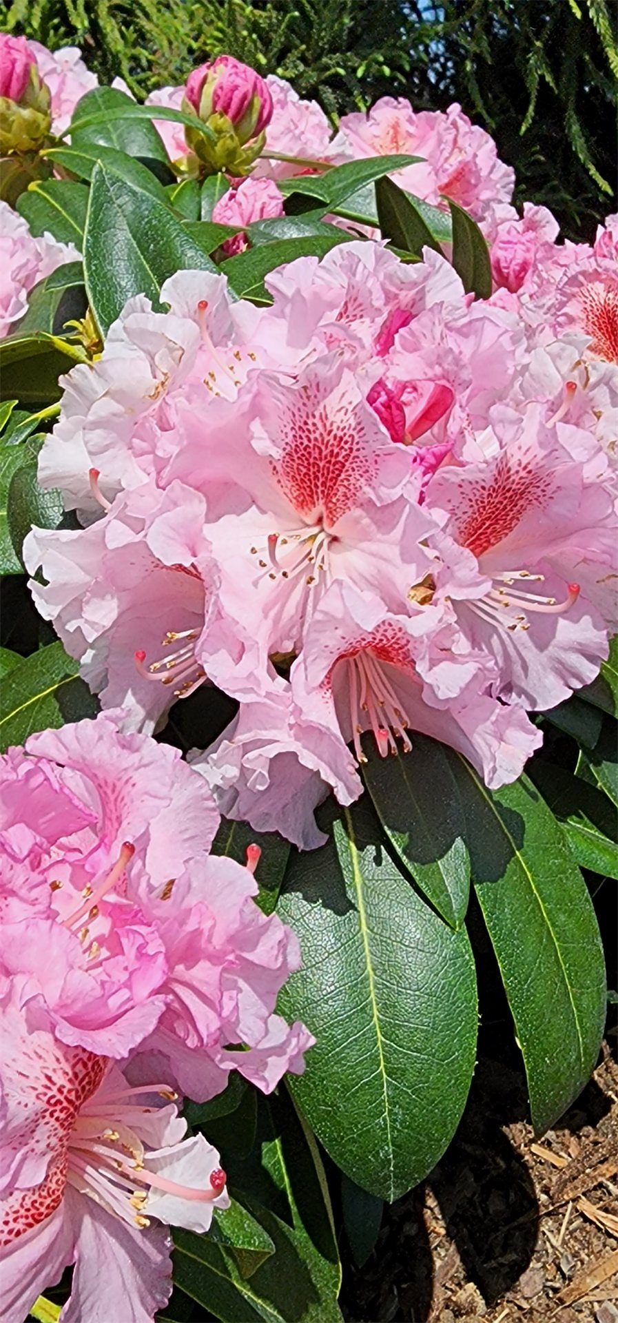 Holden's™ Pink Flare Rhododendron