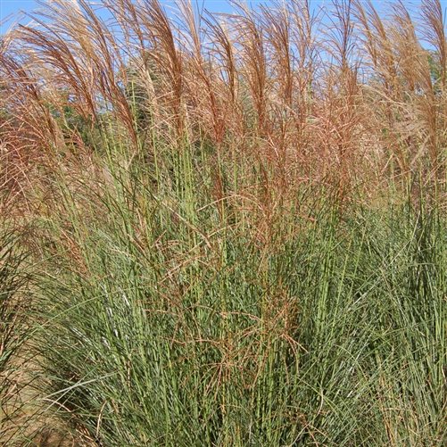 Scout™ Maidengrass