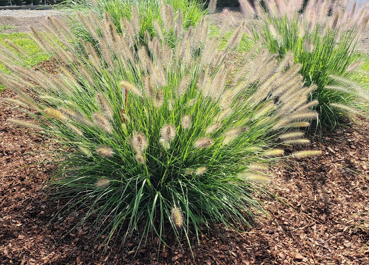 Hush Puppy™ Fountain Grass