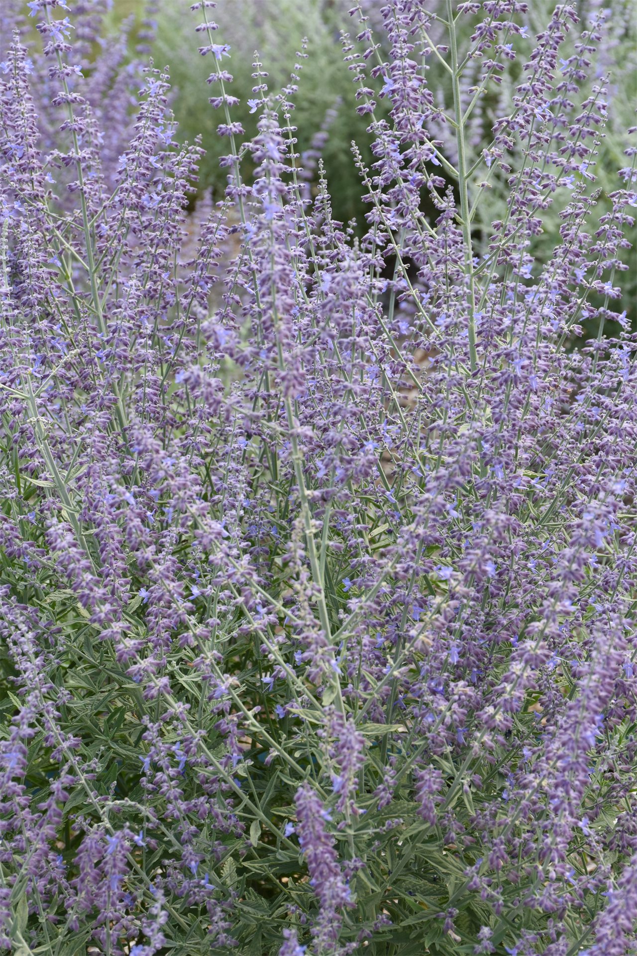 Prime Time Russian Sage