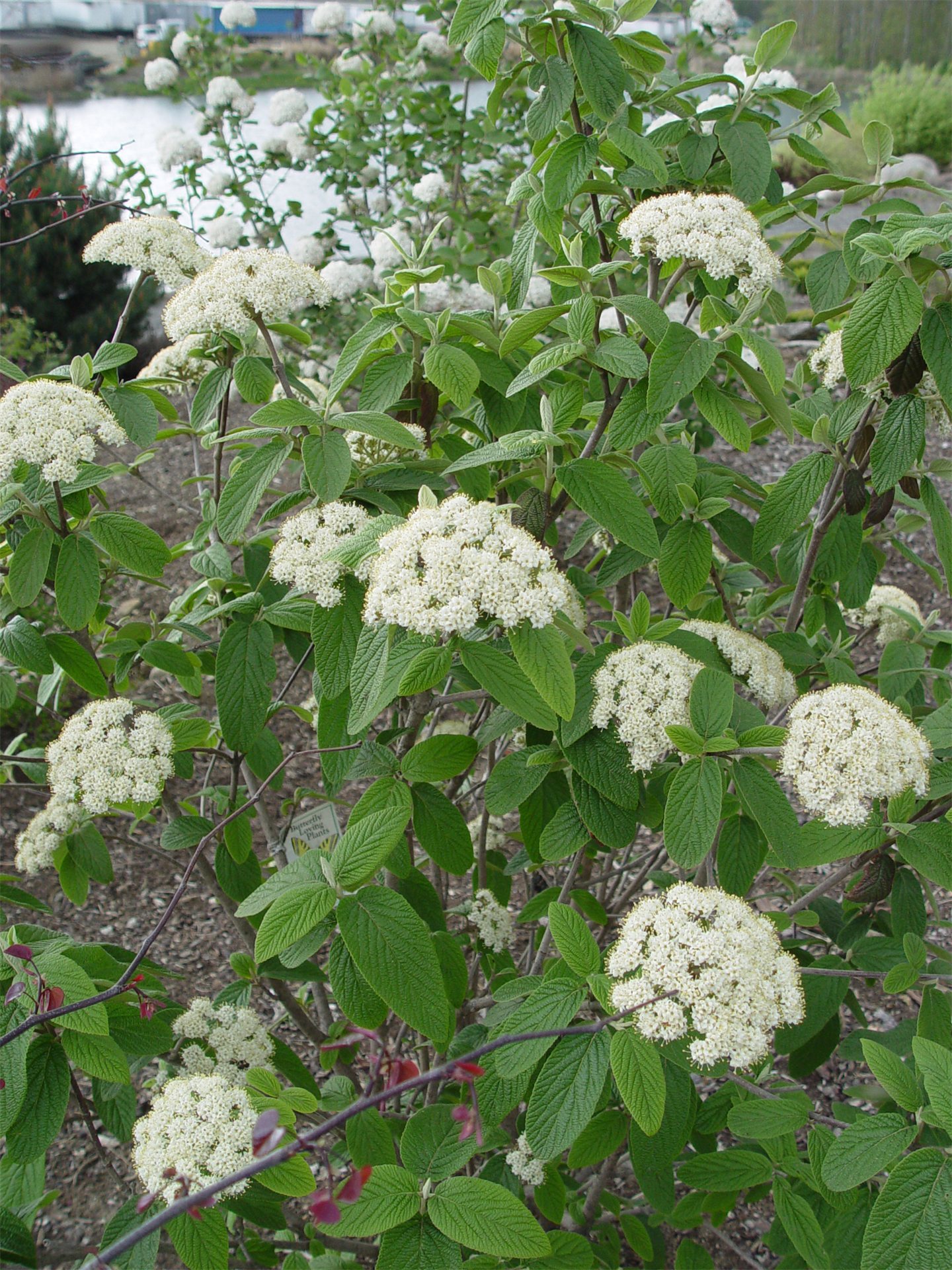 Freeze Frame Prague Viburnum