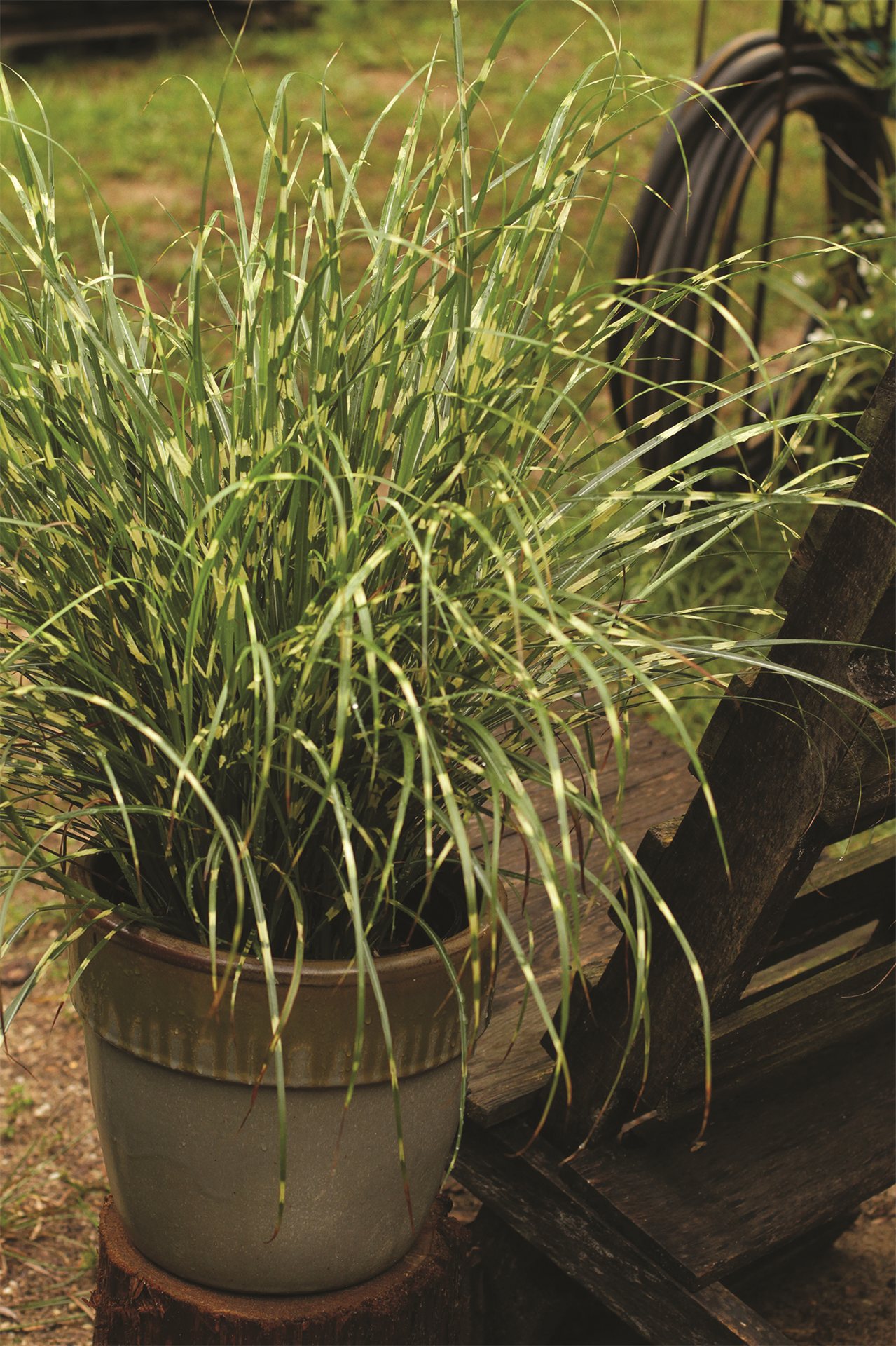 Bandwidth™ Maidengrass