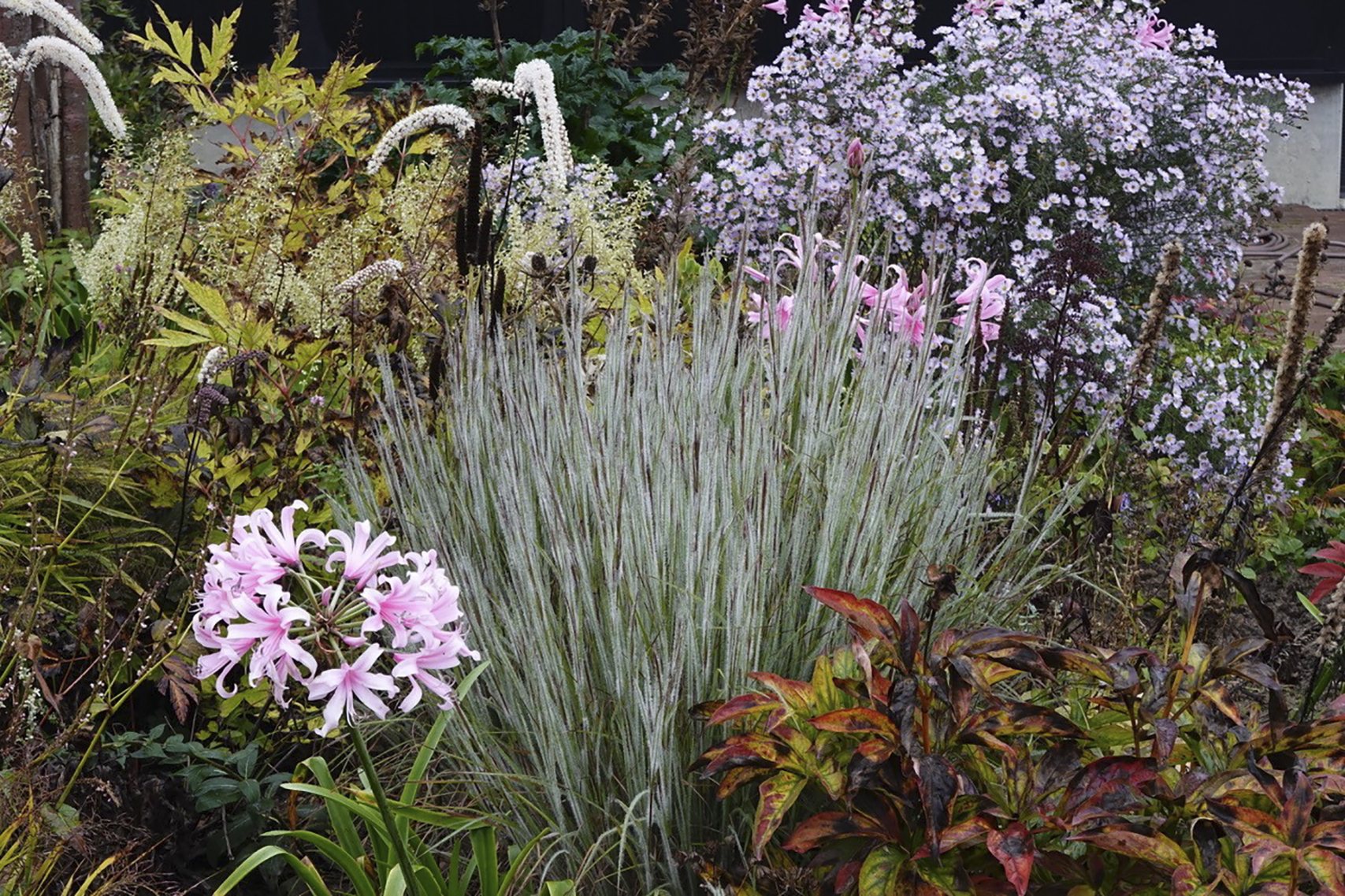 Ha Ha Tonka Little Blue Stem